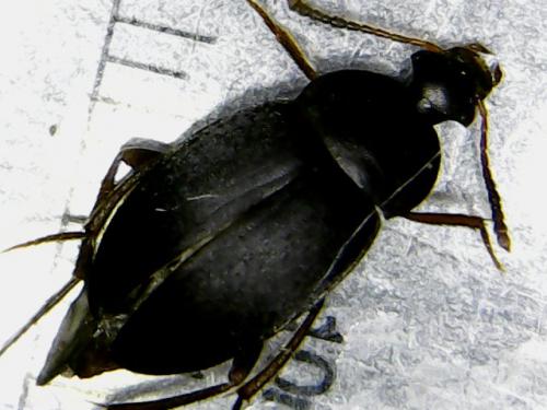 Réf. 263 788 : Cholevinae inconnu